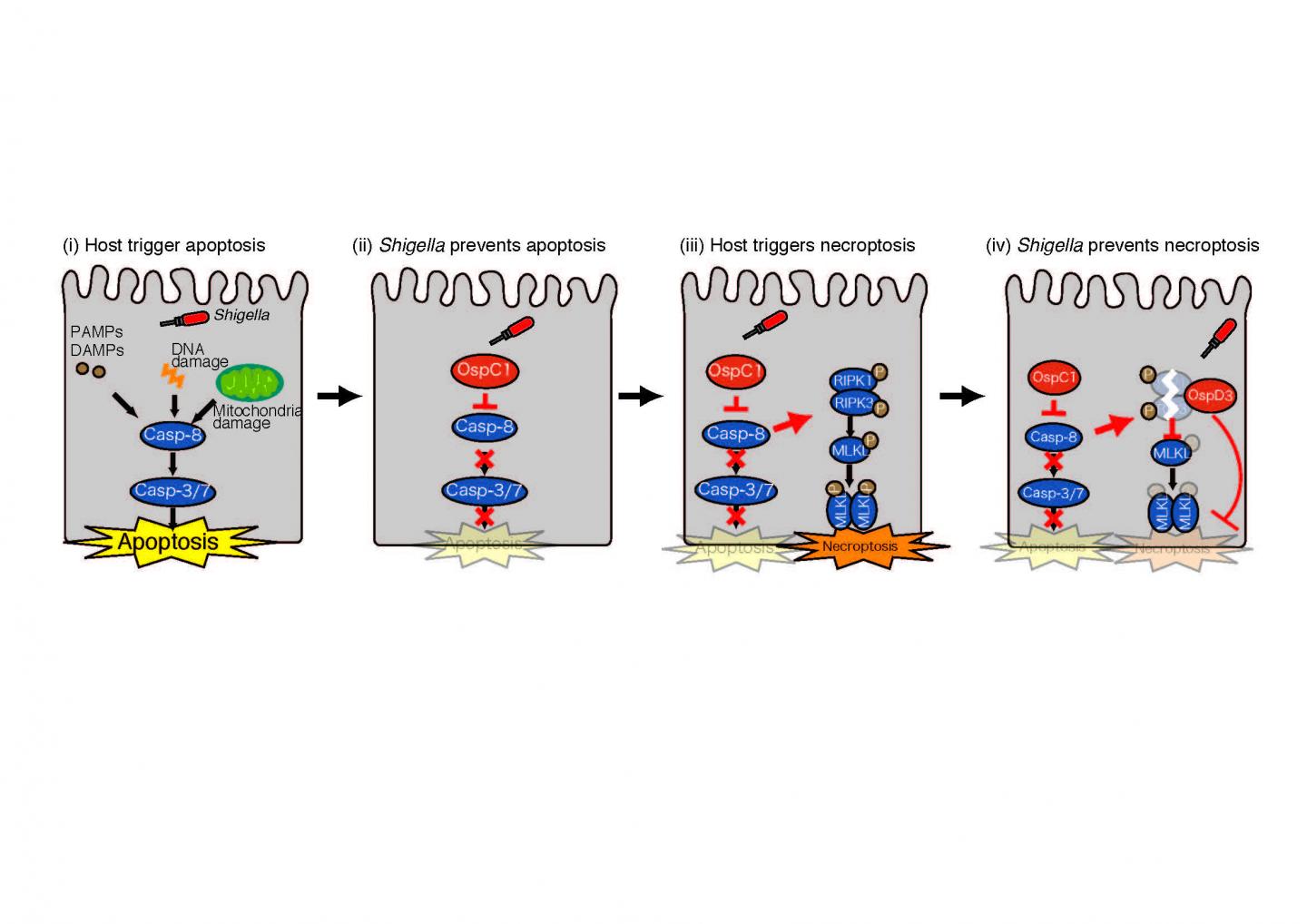 The Shigella Effectors Prevent Cell Death Crosstalk