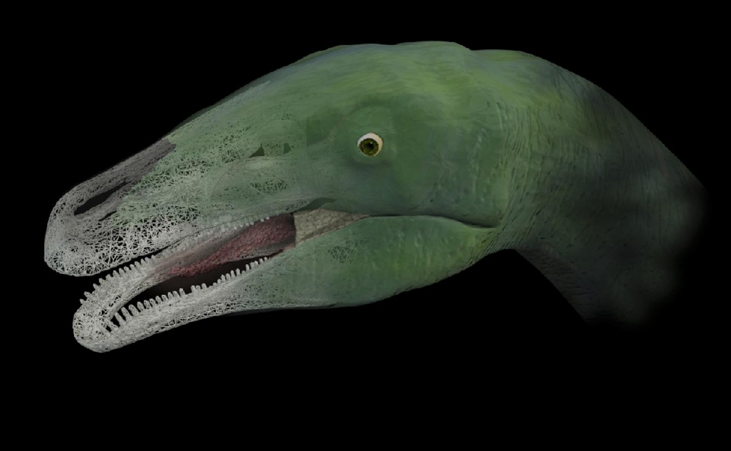 Digitally Restored Skull Morphology of <i>Erlikosaurus andrewsi</i>