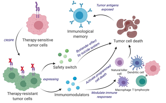 Engineering a Dual-Action, Cancer Killing Vaccine