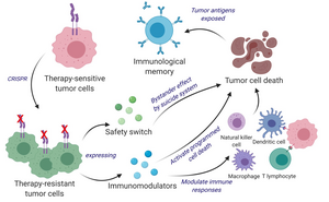 Engineering a Dual-Action, Cancer Killing Vaccine