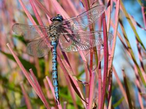 Dragonfly (Azure Darner) at Lake Clark National Park and Preserve, Alaska