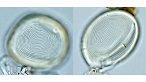 Light microscope images of euglenoid cysts from Holocene to recent Lake Vouliagmeni