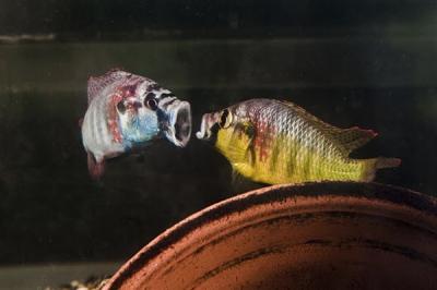 Two Male Cichlids Sparring