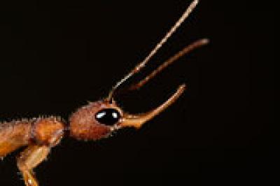 Comparing Ant Genomes (2 of 2)