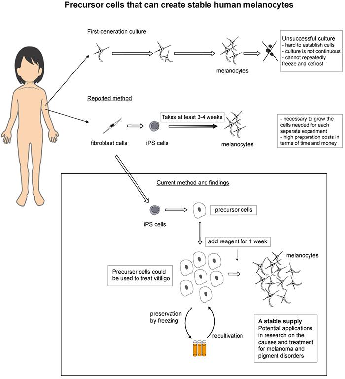 Scientists Grow Precursors for Human Pigment Cells (1)