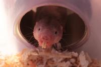 Naked Mole-Rat Peeking out of the Tube