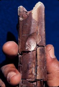 Linear Marks And Pits On A 2.5 Million-Year-Old Ungulate Leg Bone From Bouri, Ethiopia