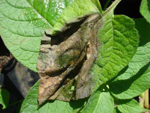 Late blight disease of potato