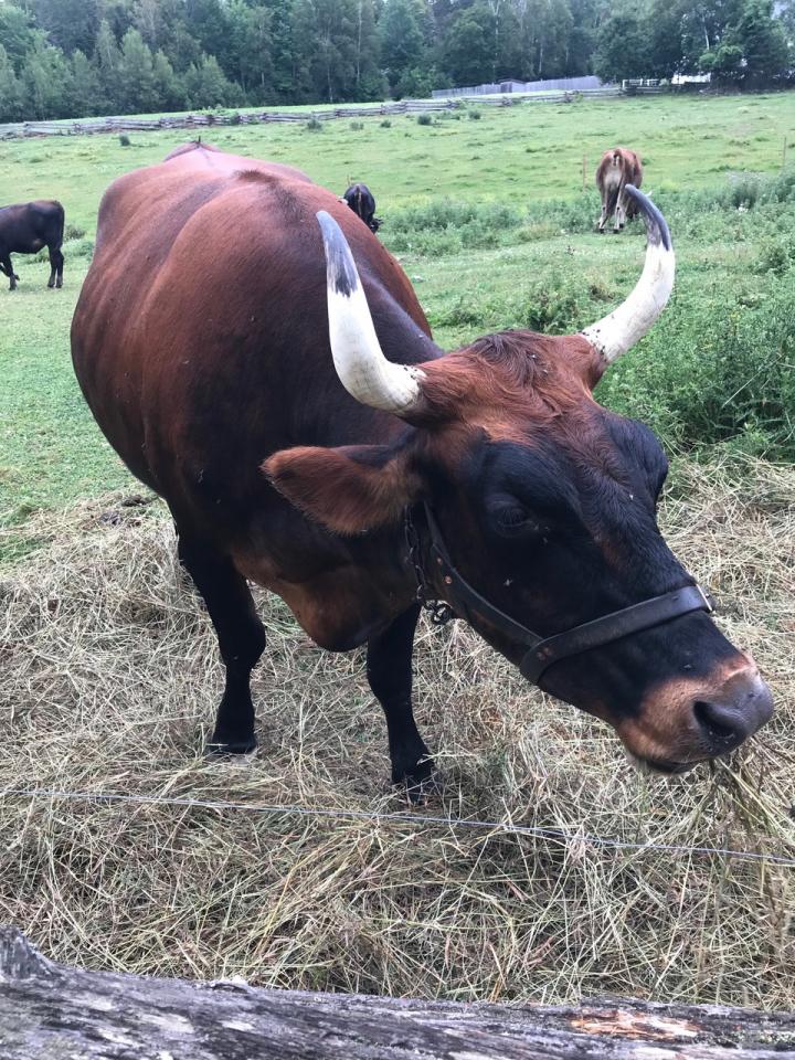 A Canadienne Ox at a Historic Village in New Brunswick, Canada