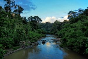 An unlogged tropical forest