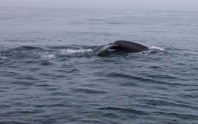 Humpback Whale, Maine | EurekAlert!