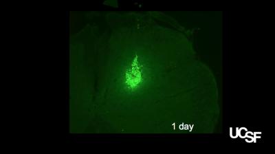 Cross Section of a Mouse Spinal Cord