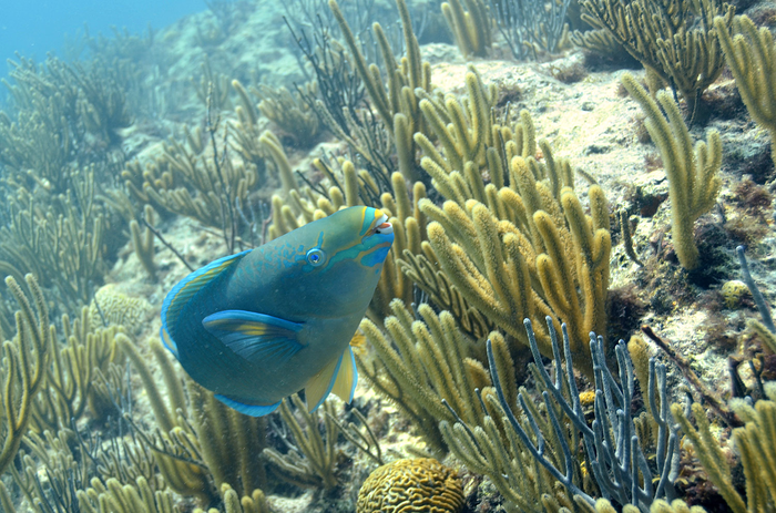 Queen Parrotfish