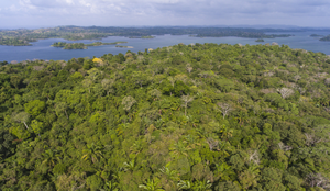Secondary forest in Panama