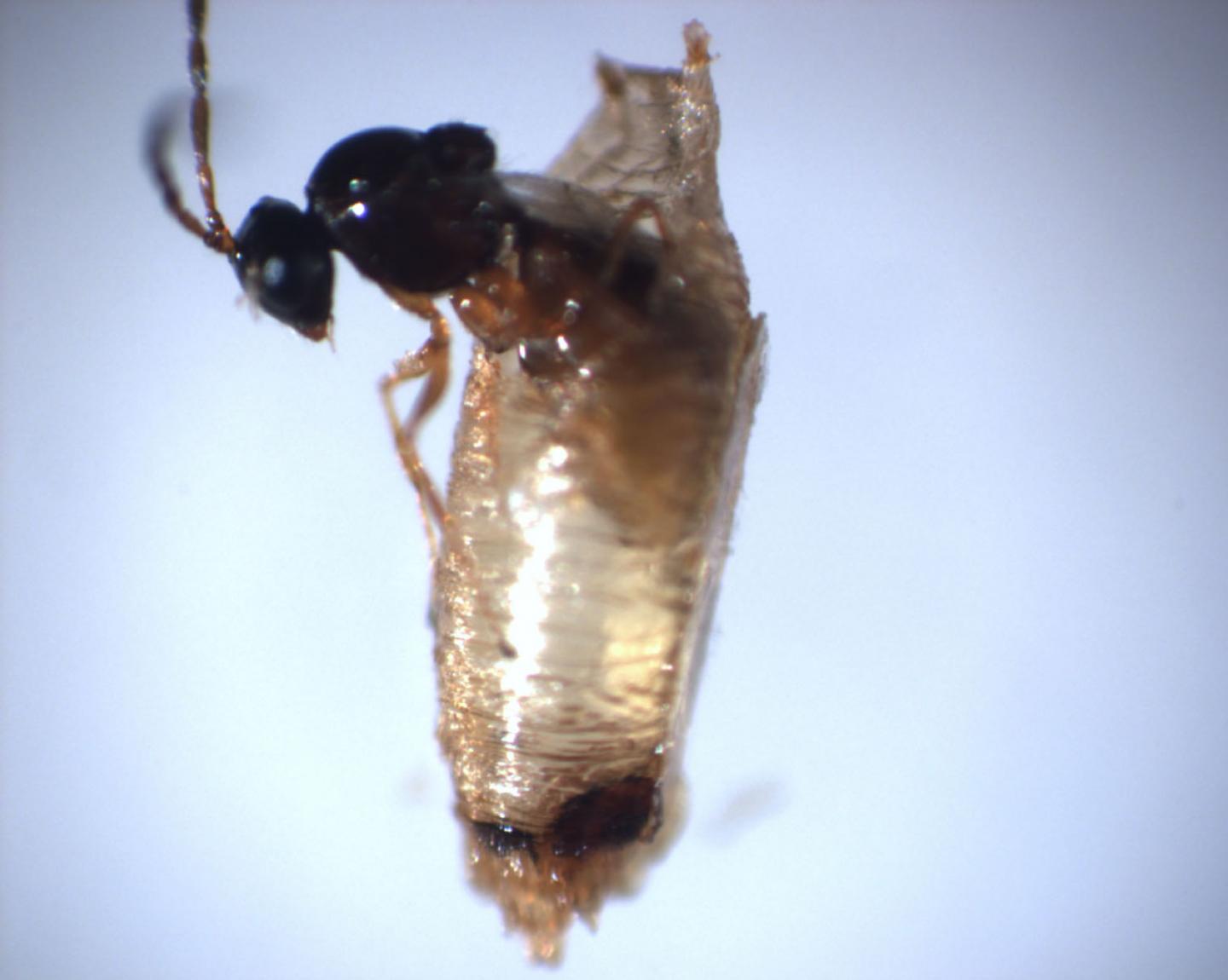 CCNY-led Research Team Identifies New Organelle in Parasitic Wasp Venom