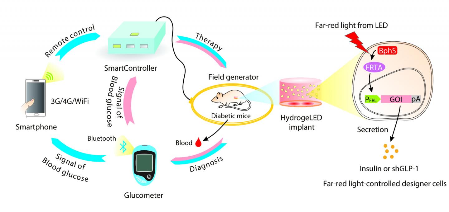 Smartphone-Controlled Cells Help Keep Diabetes in Check