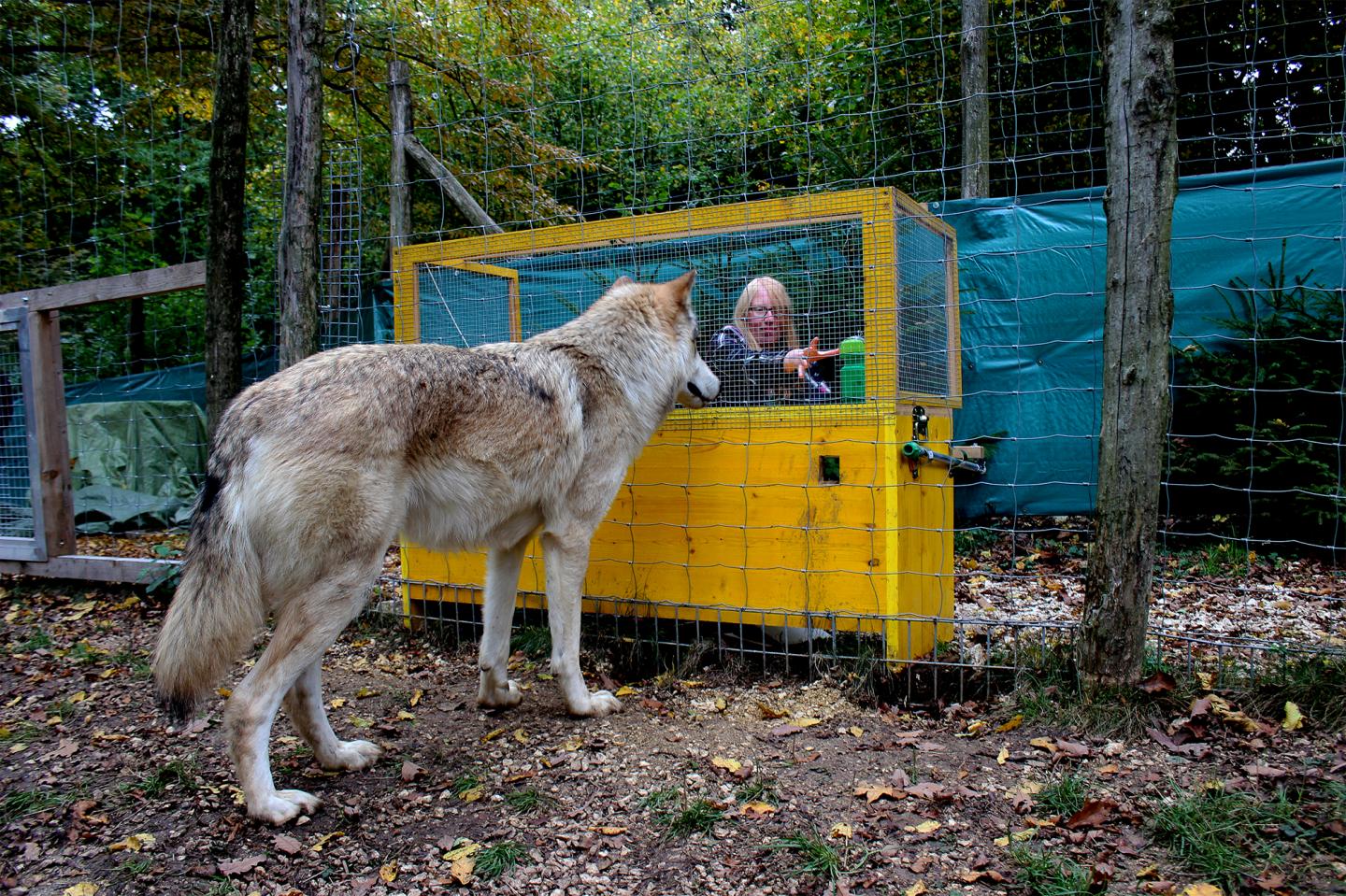 Wolf in Experimental Setup