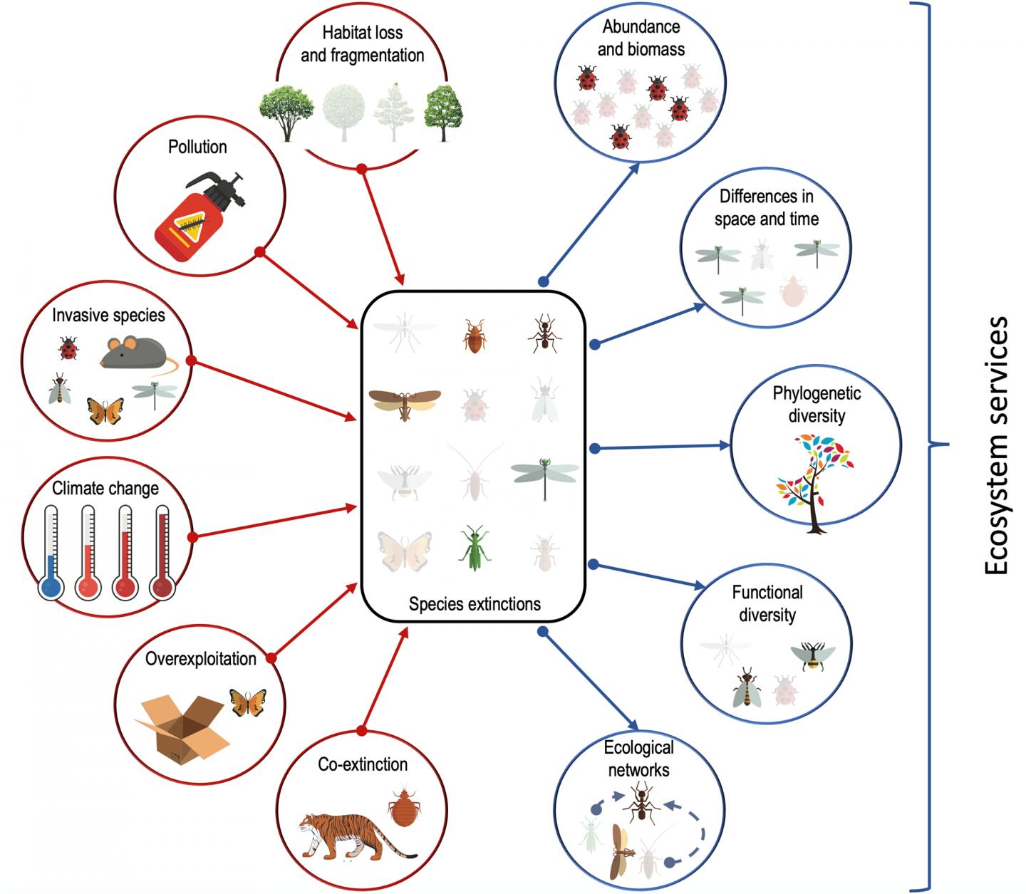 Drivers and Consequences of Insect Extinctions