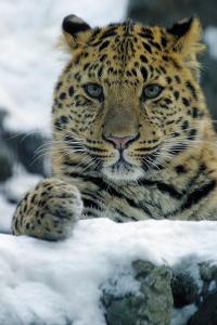 Amur Leopard 1 (of 2)