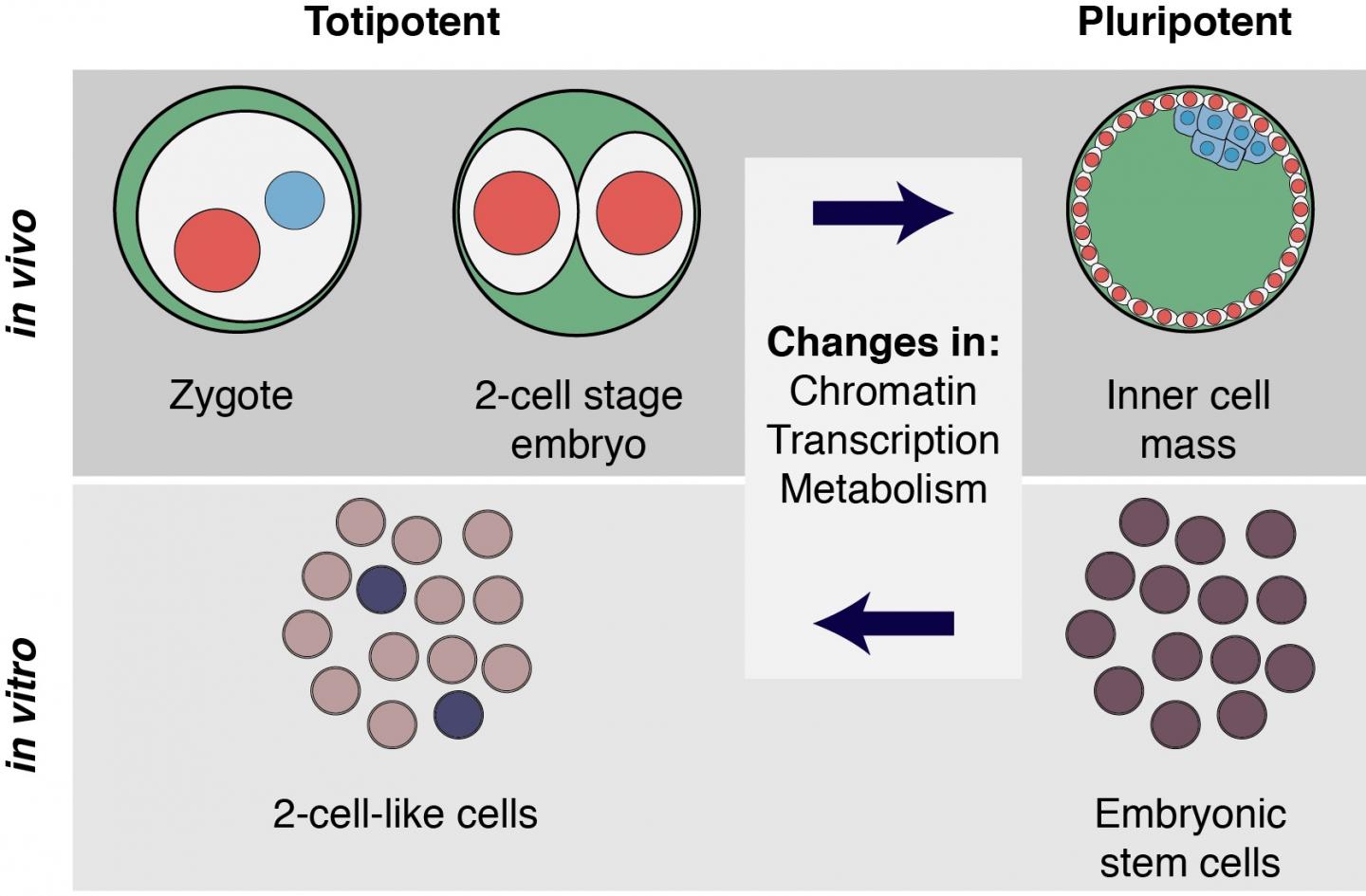 Cell Fate Reprogramming Is Accompanied by Many Molecular Changes