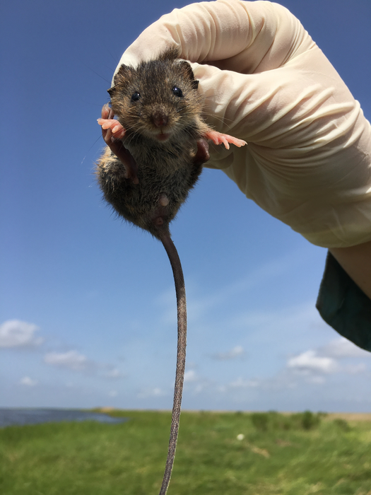 Juvenile marsh rice rat