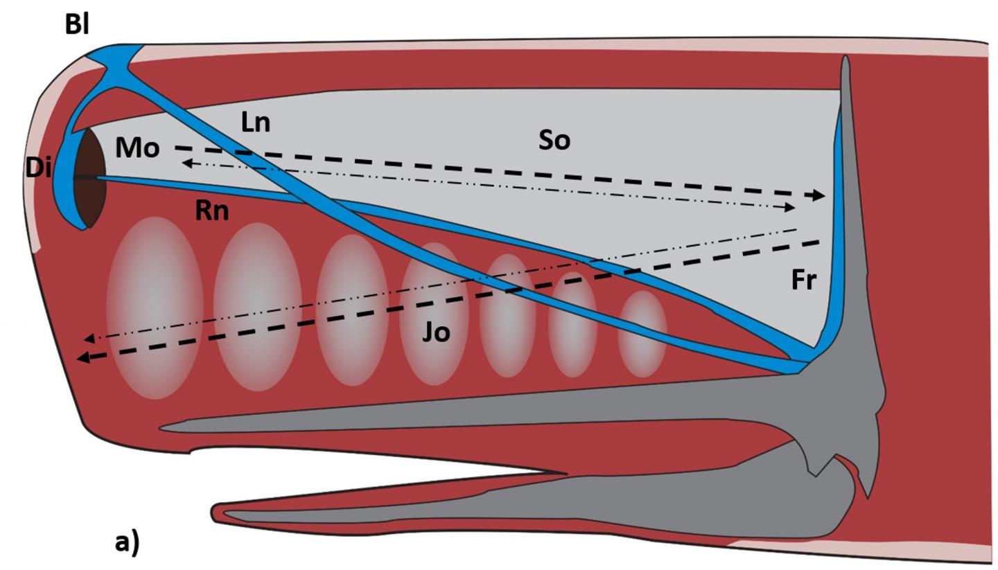 Mediterranean Sperm Whales Show Great Size Variation (1 of 2)