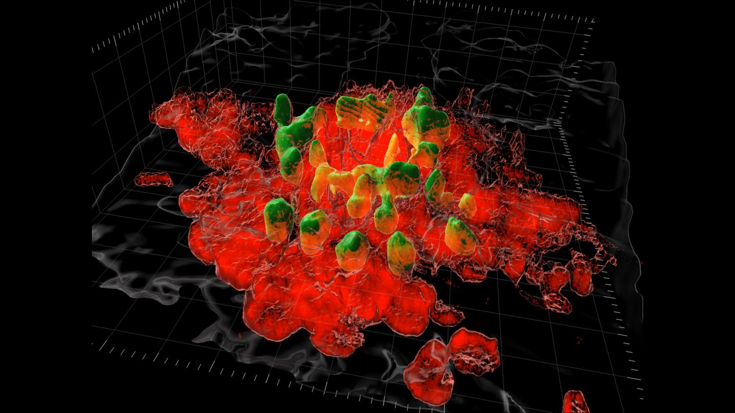 View through a multi-photon microscope