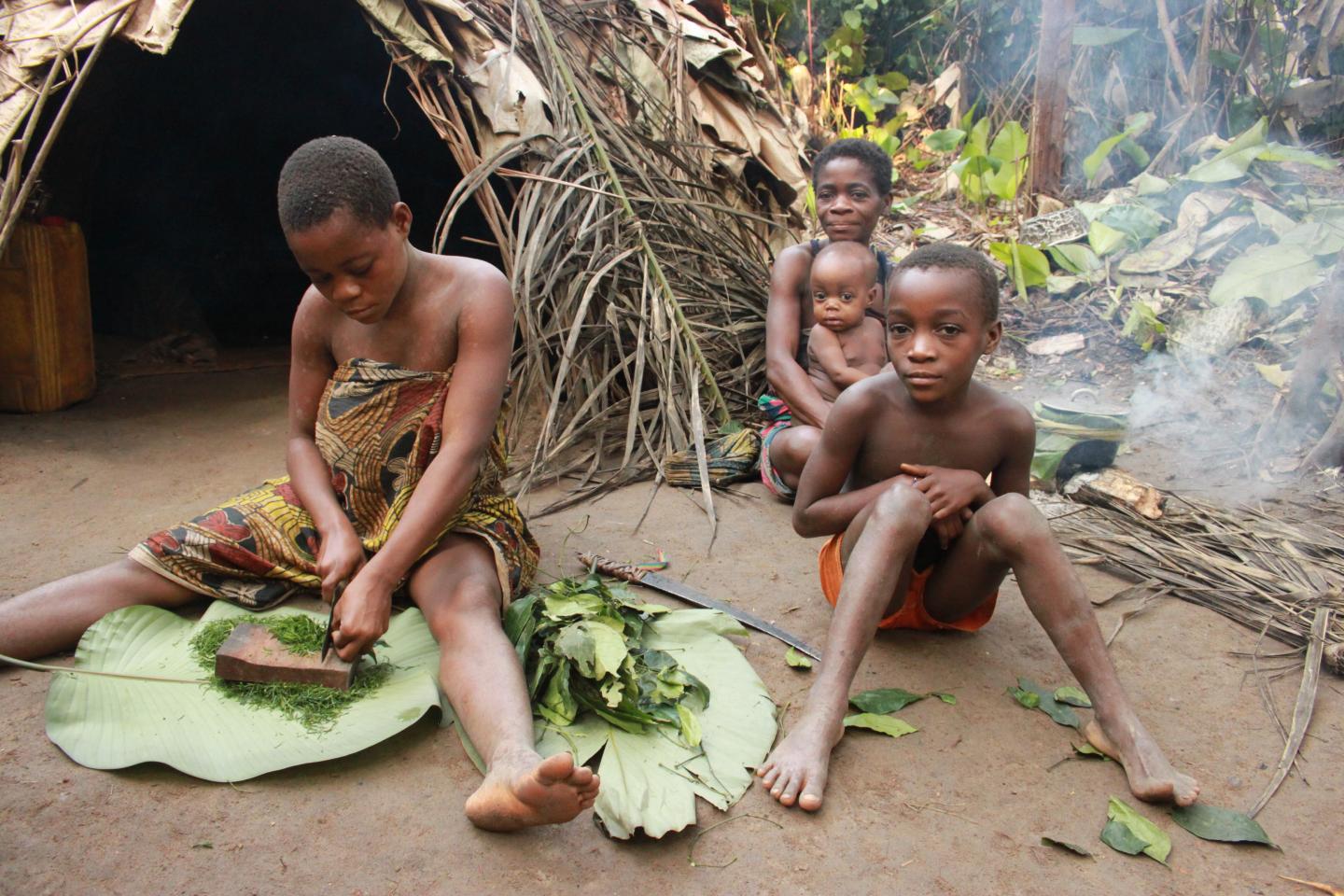 BaYaka Hunter-Gatherer Woman Cuts Wild Plant