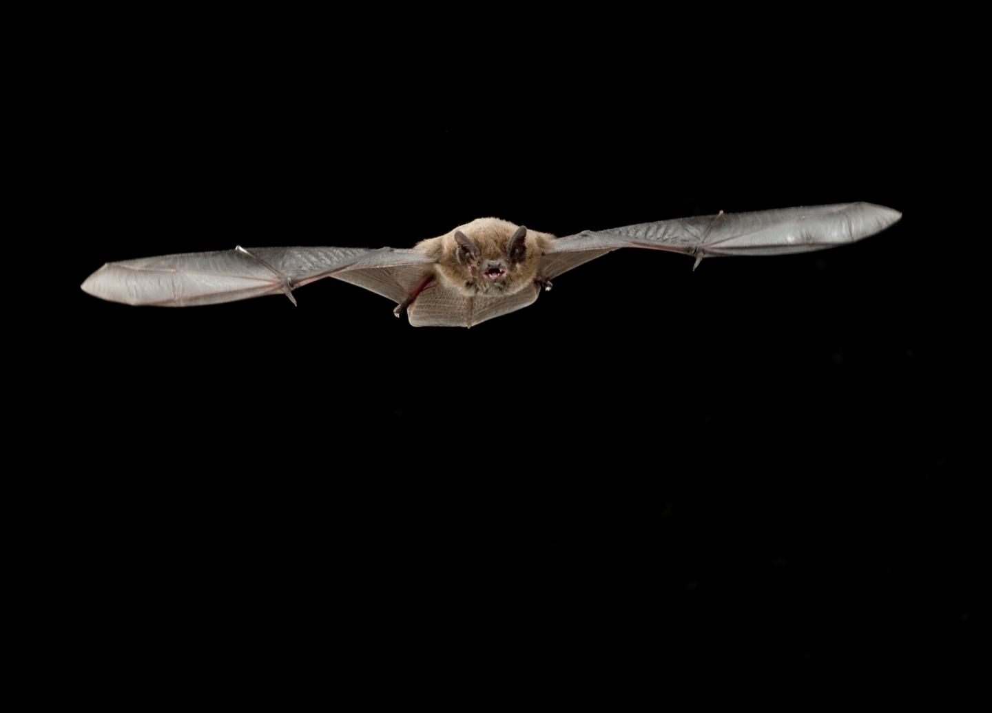 Nathusius's pipistrelle bat