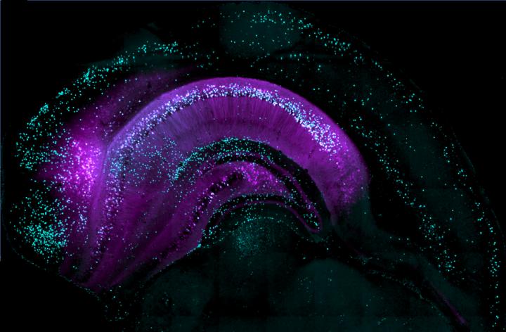 How Experience Influences Memory Formation