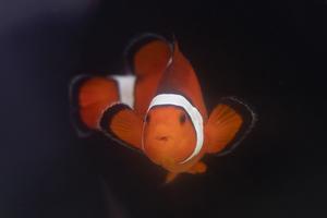 Clownfish