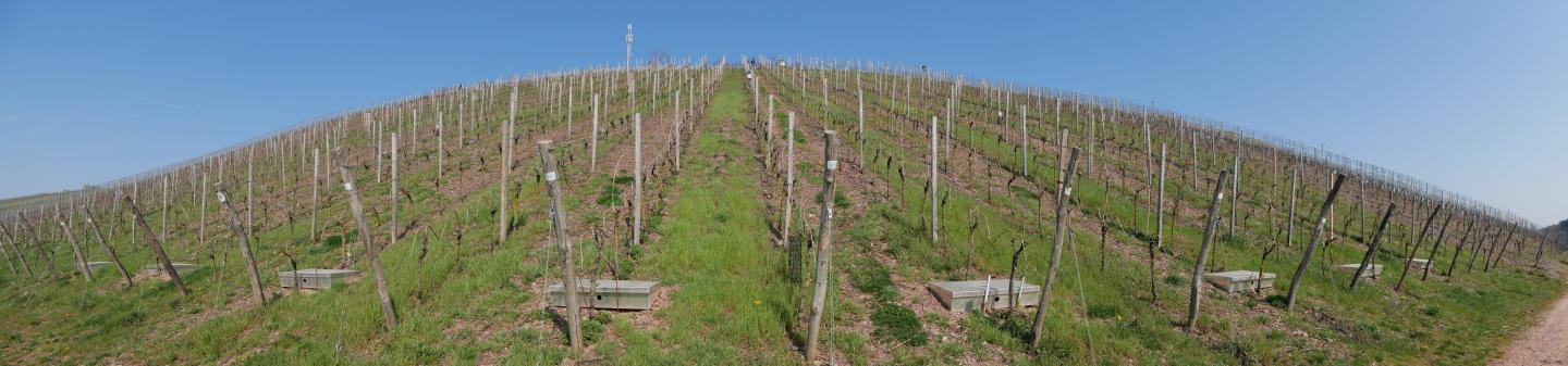 Mosel Vineyards from Diverfarming