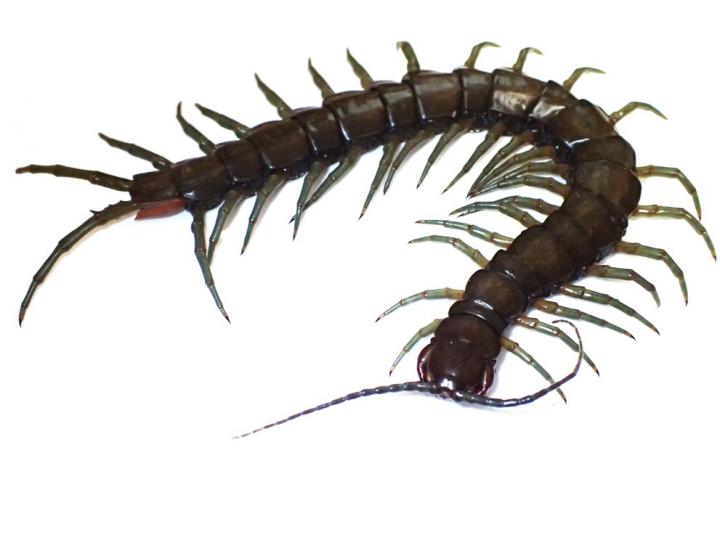 Photograph of the Newly Discovered Scolopendra alcyona