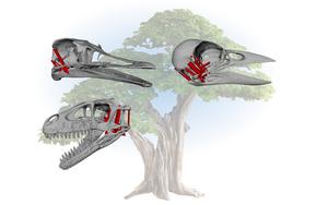 Comparison of bird, reptile, and dinosaur skulls