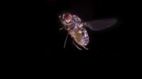 Fruit Fly Escape in Slow Motion and 3-D Animation
