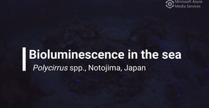 Bioluminescence