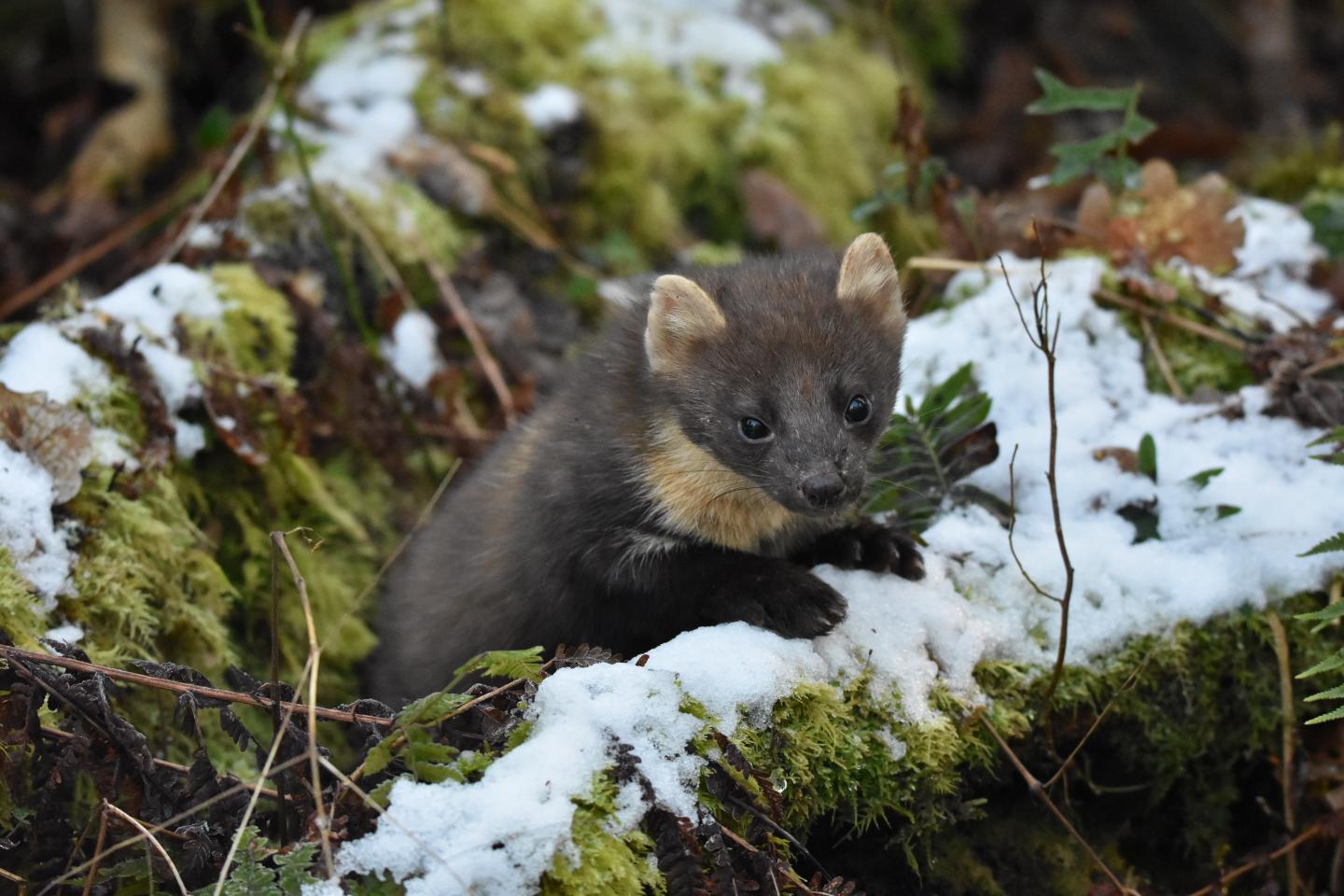 Pine Marten in the Snow in Northern Ireland Woodland