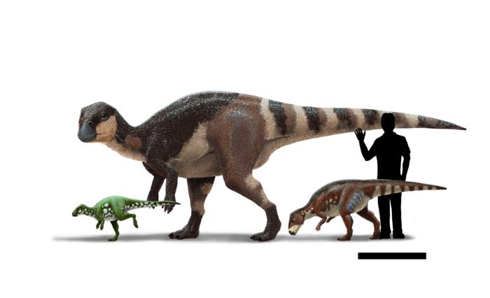 Life reconstructions and size comparison of three rhabdodontids