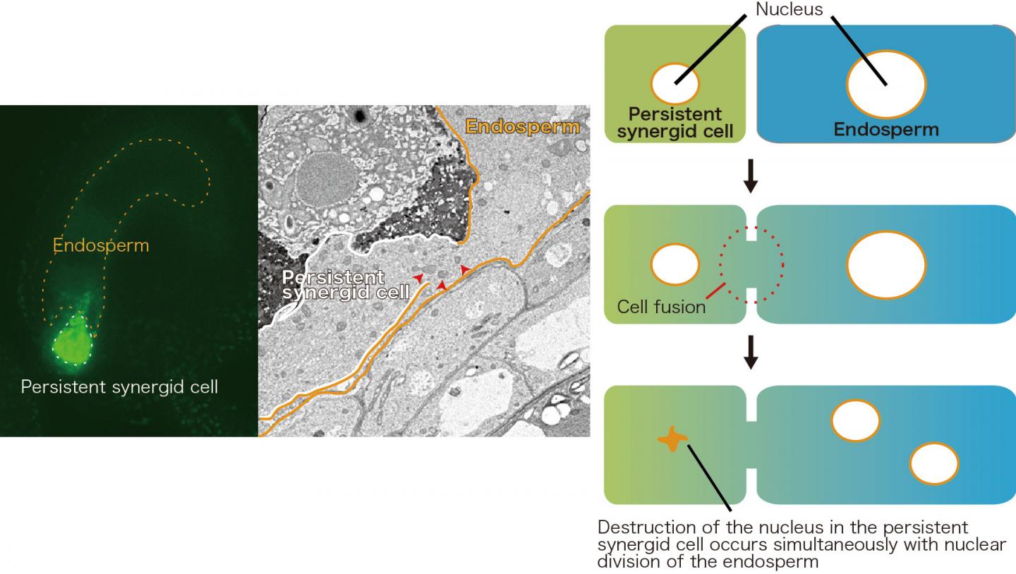 Synergid-Endosperm Fusion