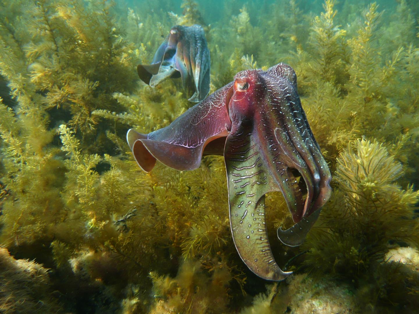 Cephalopods Adapting to Ocean Change