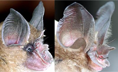 Bat Noses