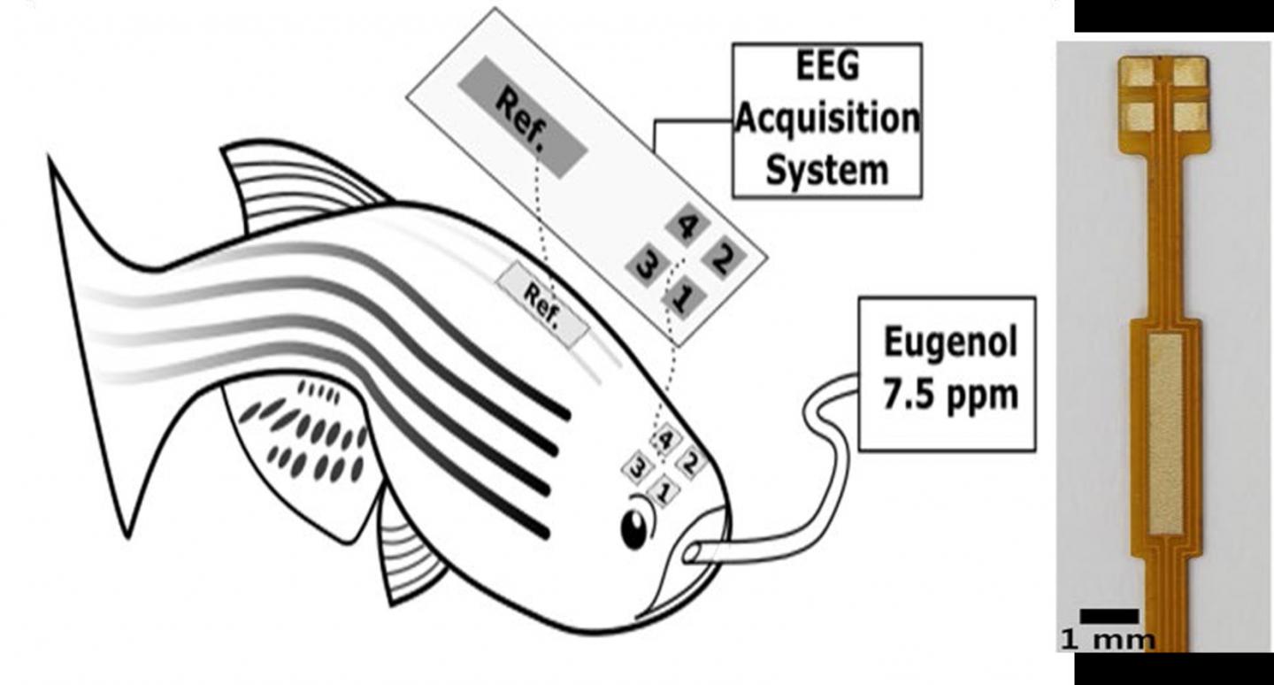 Figure 1 Schematic Illustration of Long-ter Precise EEG 