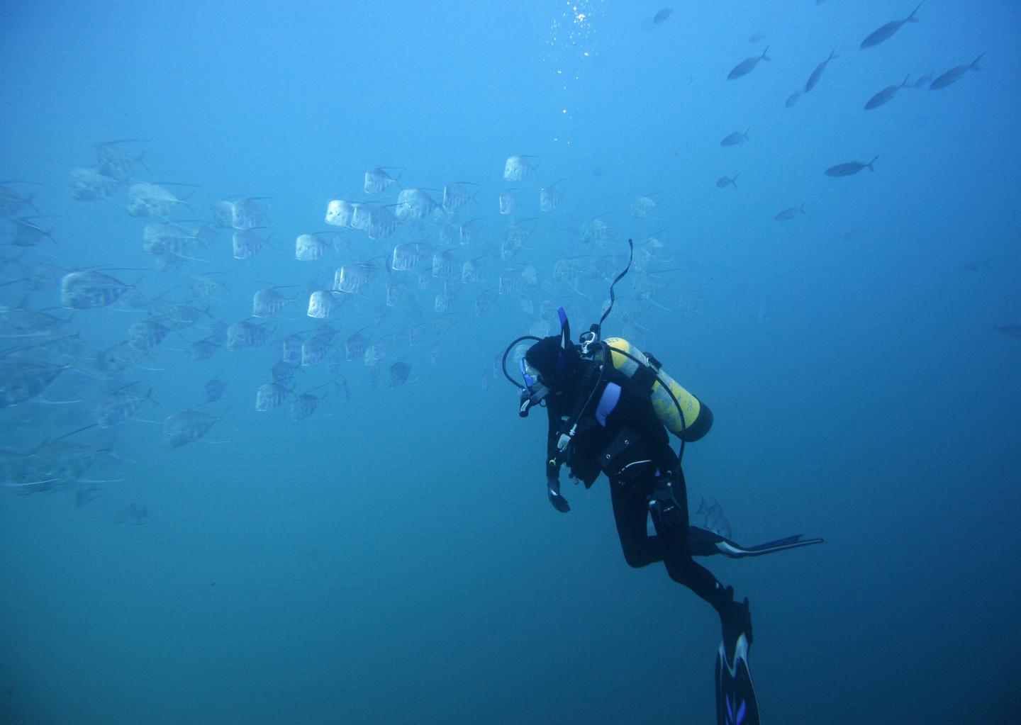 How Fish Minimize Their Visibility To Predators In Open Waters (2 of 12)