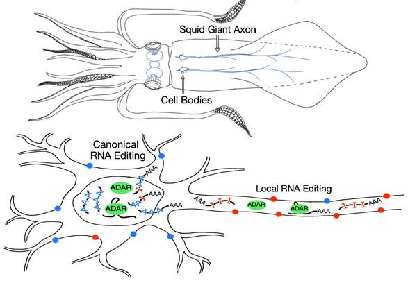 Local RNA Editing in Squid Giant Axon