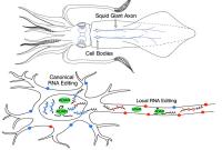 Local RNA Editing in Squid Giant Axon