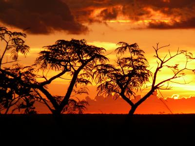 Cerrado Sunset