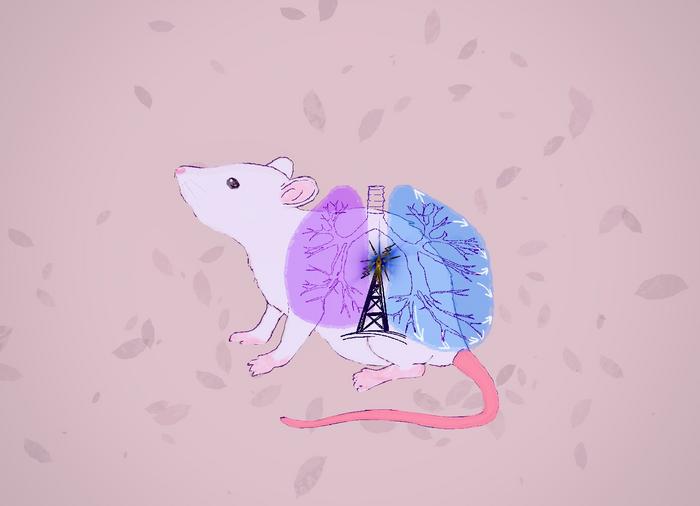 Curvature-sensitive ERK activation