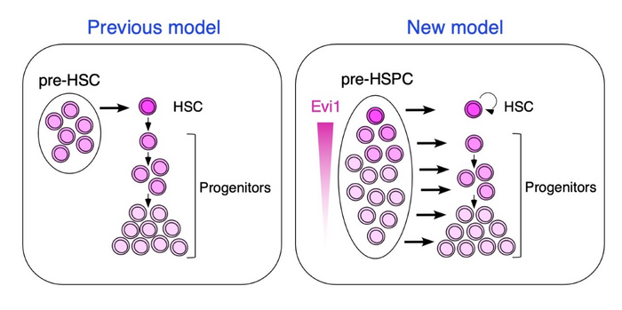 A new model of hematopoietic stem and progenitor cell formation in the embryo