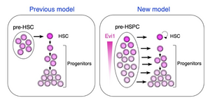 A new model of hematopoietic stem and progenitor cell formation in the embryo