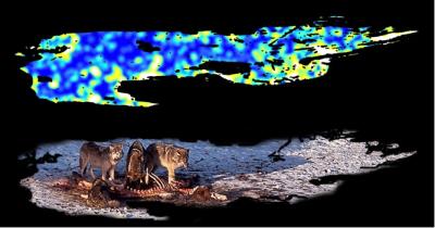 Wolves, Moose and Soil Hotspots on Isle Royale